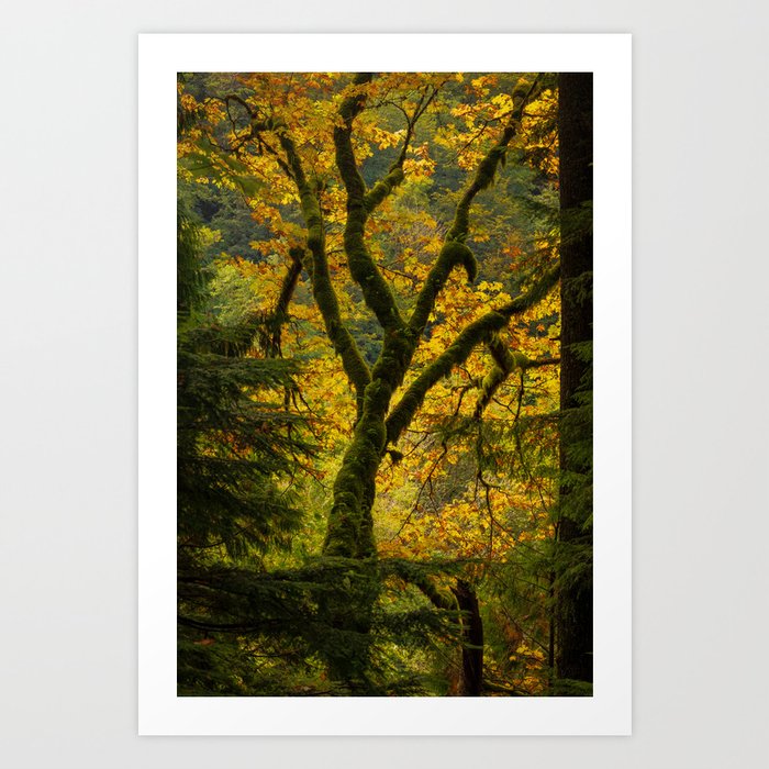 Mystical, Moss-Covered Tree Stretches Toward an Illuminated Clearing Art Print