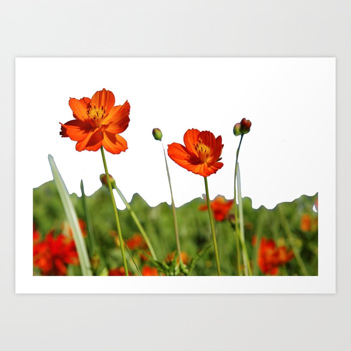 Cosmos Flower Near Me Best Flower Wallpaper