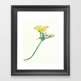 Oxalis pes-caprae Framed Art Print