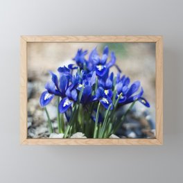 Iris Watercolor Framed Mini Art Print