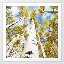 Aspen Trees in Nature Art Print