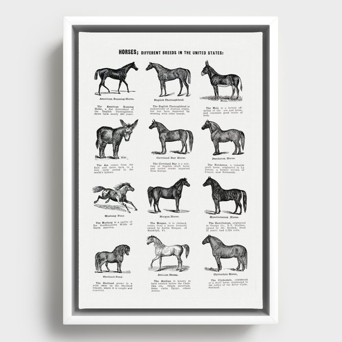 Horse breeds vintage poster Framed Canvas