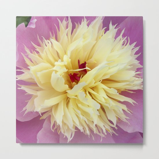 peony bloom macro XXV Metal Print