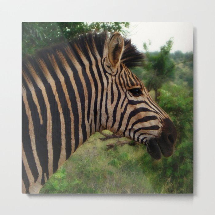 South Africa Photography - A Zebra In The Forest Metal Print