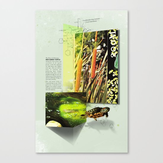 Red-Eared Turtle Canvas Print