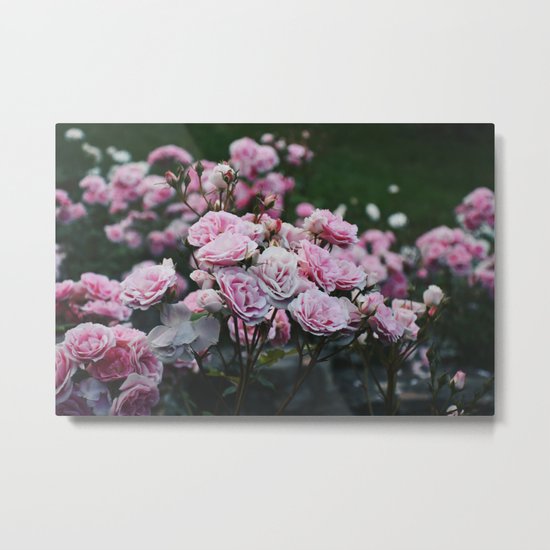 Rose Garden at Dusk Metal Print