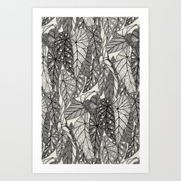 begonia maculata black mono Art Print