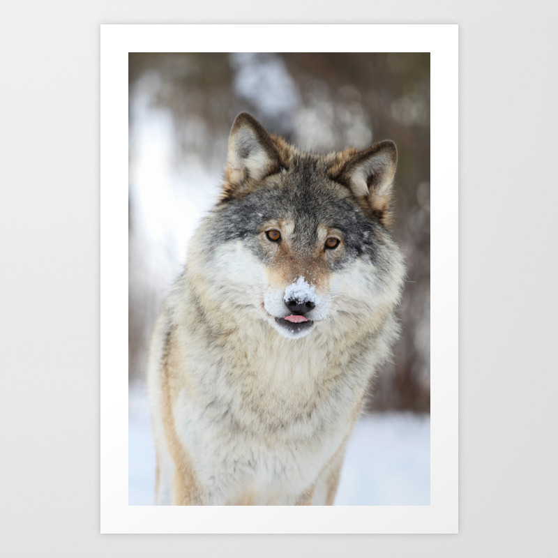 Wolf nose Art Print by Anita Price Foto | Society6 Wolf nose Art Print by Anita Price Foto | Society6