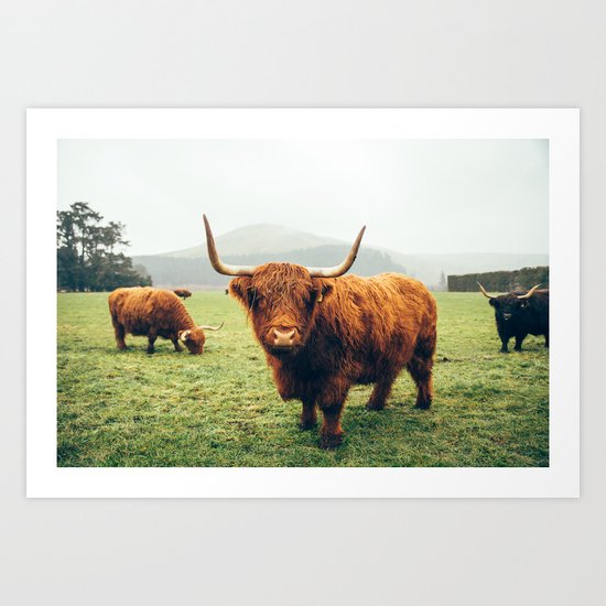 Highland cattle Art Print