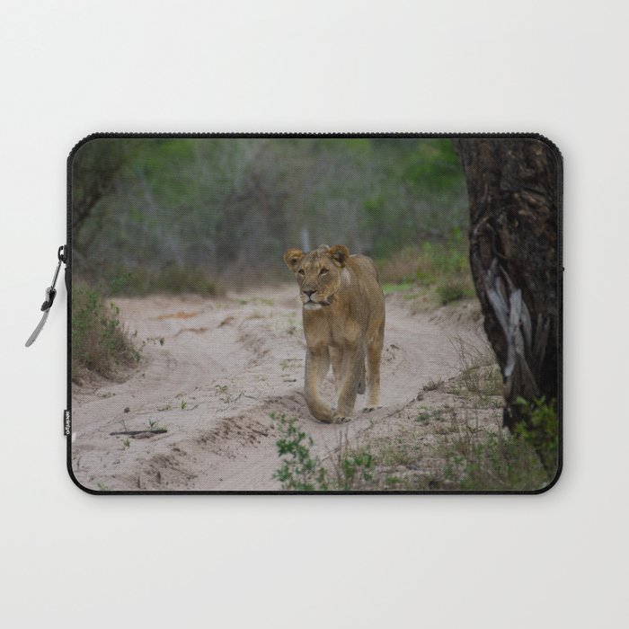 Female Lion at Tembe Elephant Park Laptop Sleeve