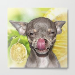 Cheeky Funny Summer Yellow Lemon Chihuahua Metal Print