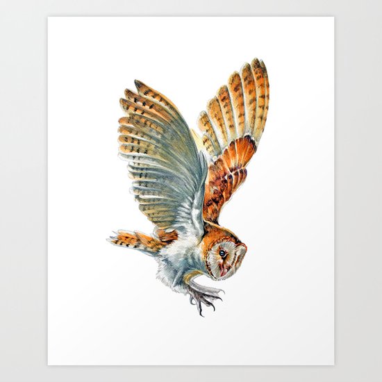 Barn Owl Landing Art Print