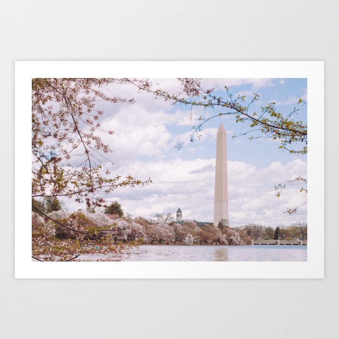Washington DC Cherry Blossoms - Washington Monument Art Print