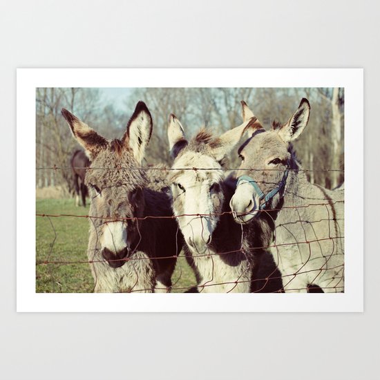 three donkeys Art Print