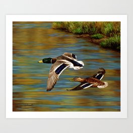 Mallard Ducks in Flight Art Print