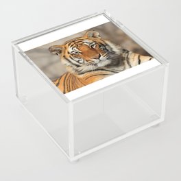 Close up portrait of a tiger Acrylic Box