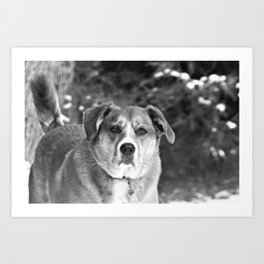 This is Serious Dog Business Art Print | Black and White, Photo, Animal, Nature 