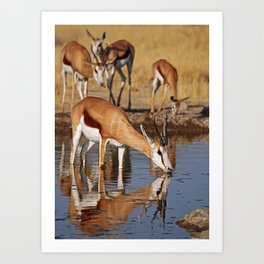 Details about   Springbok Wild Life 15242 Canvas Print Wall Art 