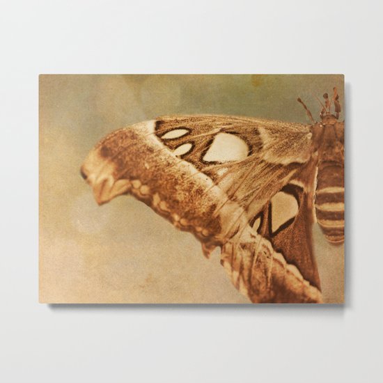 Lepidoptera Metal Print