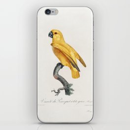 Senegal Parrot from Natural History of Parrots (1801&mdash;1805) by Francois Levaillant. iPhone Skin
