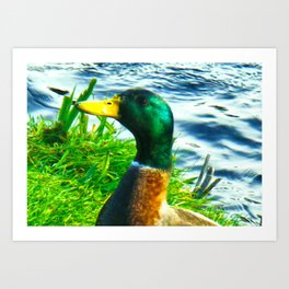 Mallard Art Print | Mallard, Canalbank, Photo, Digital, Color, Duck, Hdr 