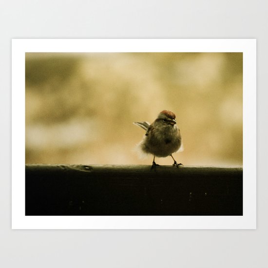 Perched Art Print