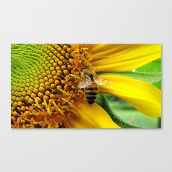 Pollination Canvas Print
