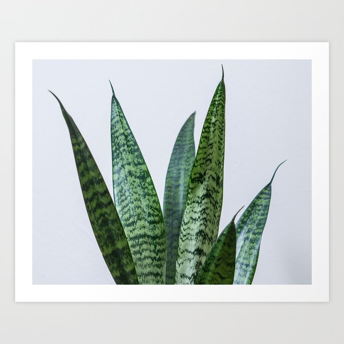 snake plant art print by escape society6