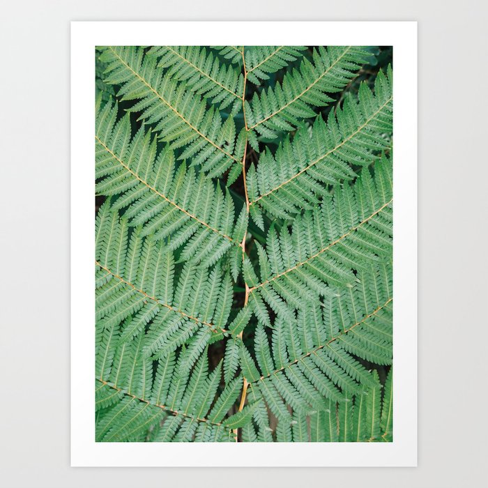 Green Fern Leaf Nature Pattern Art Print