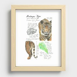 Nature Study: Malayan Tiger Recessed Framed Print