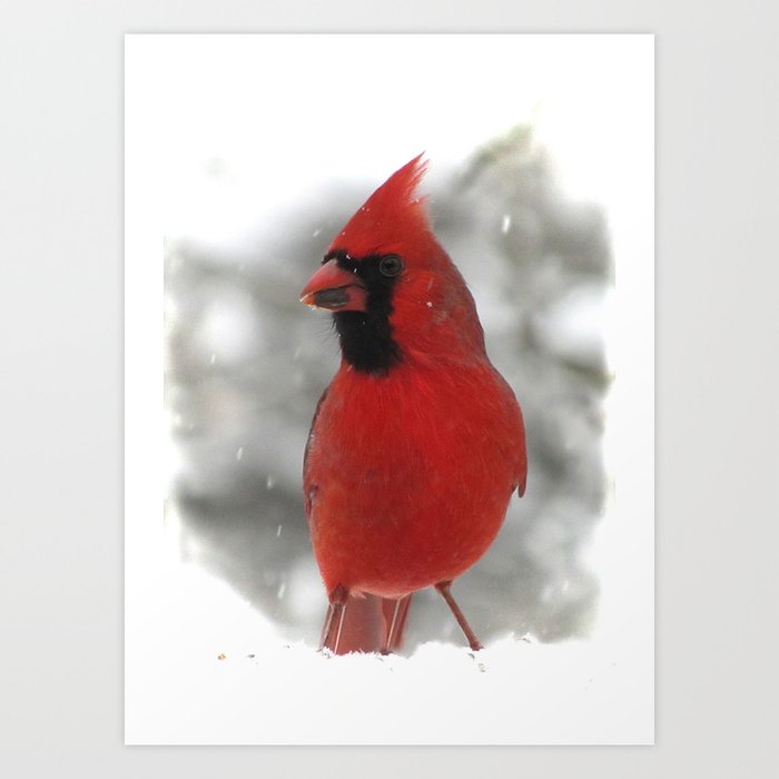 Northern Cardinal Art Print