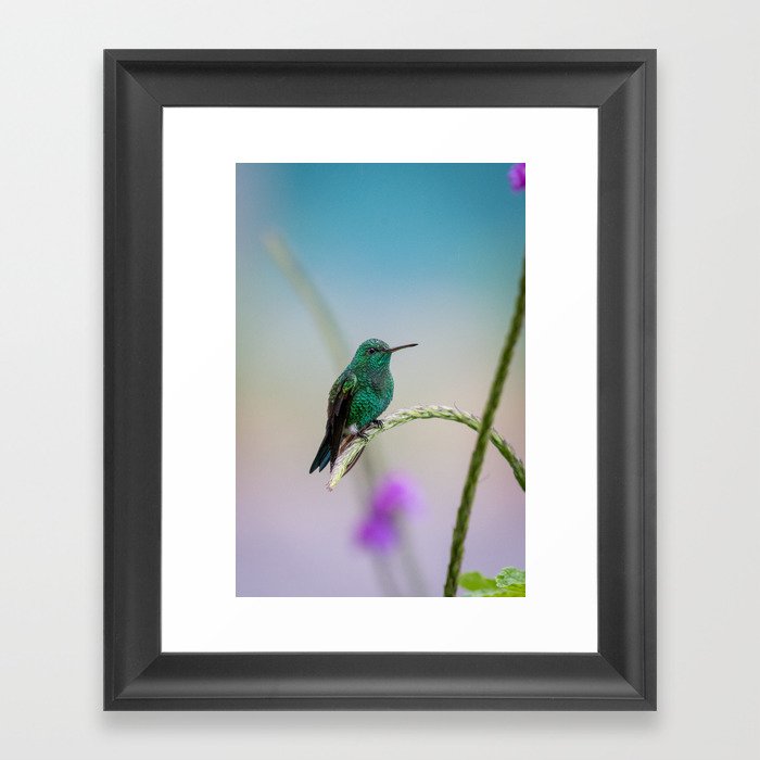 Costa Rican Hummingbird Framed Art Print