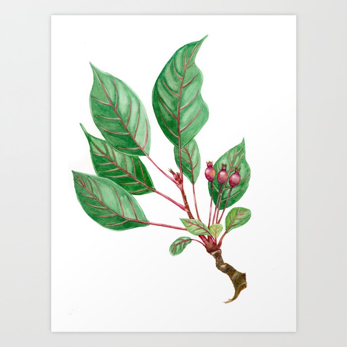 Fresh Twig of a Crabapple Art Print