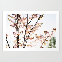 Spring Blossom One Art Print | Beauty, Photo, Blossoms, Blooming, Color, Background, Floral, Beautiful, Blue, Art 