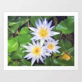 Pretty white water lilies flowers Art Print