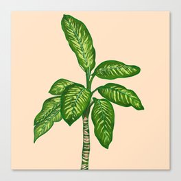 Dumb Cane Minimali House Plant Canvas Print