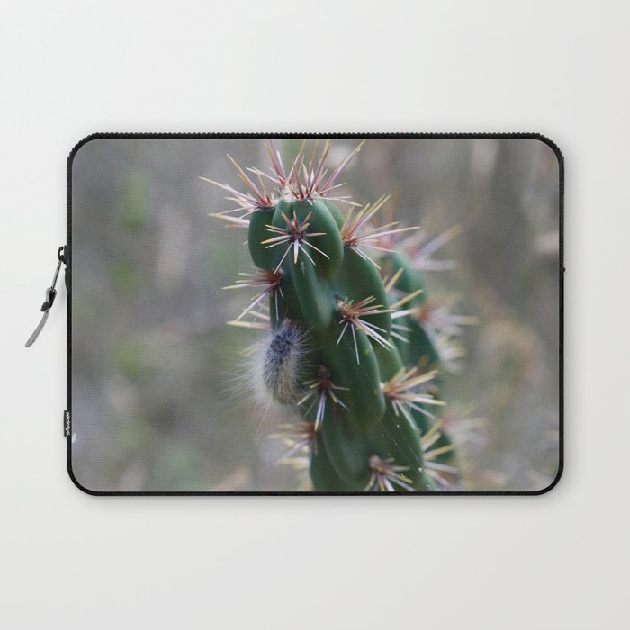 fuzzy caterpillar on cactus