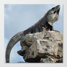 Mexico Photography - Majestic Iguana Standing On Rocks Canvas Print