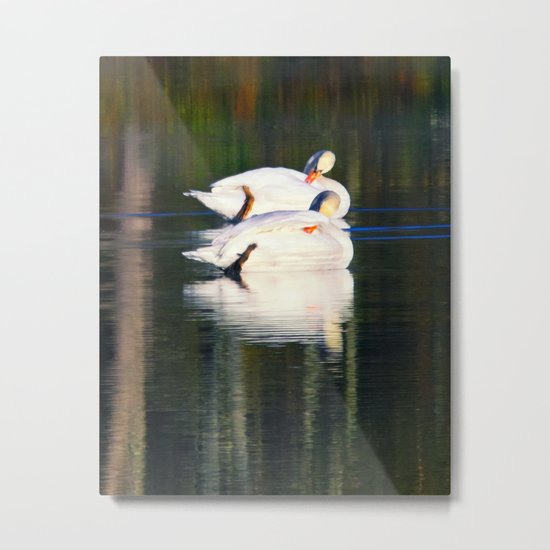 A swans gliding on a lake Metal Print
