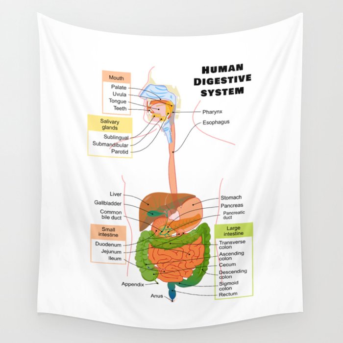Diagram of the Human Digestive System Wall Tapestry