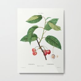 Cherry (Cerasus) from Traite des Arbres et Arbustes que lon cultive en France en pleine terre (1801- Metal Print | Drawing, Artwork, Cc0, Beautiful, Floral, Botanical, Painting, Cerasus, Fineart, Arts 
