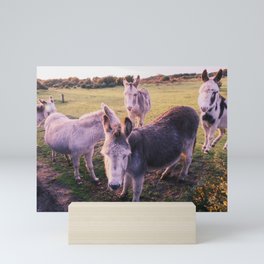 Donkeys day out Mini Art Print