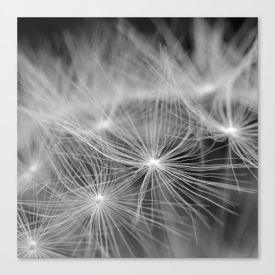 Dandelion Canvas Print
