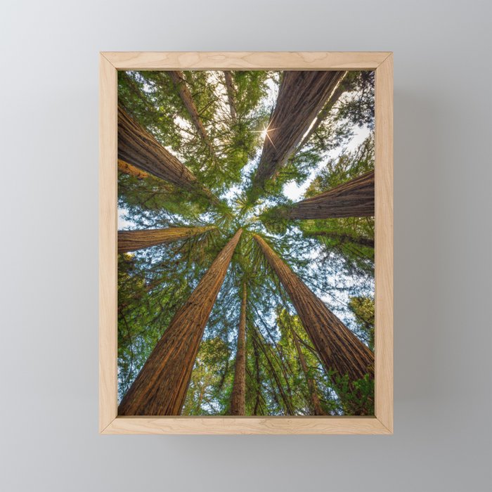 Redwood Forest Canopy Framed Mini Art Print