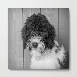 Thoughtful Labradoodle Metal Print | Thoughtful, Black And White, Doodle, Dog, Mixeddog, Digital, Dramatic, Photo, Animal, Puppy 