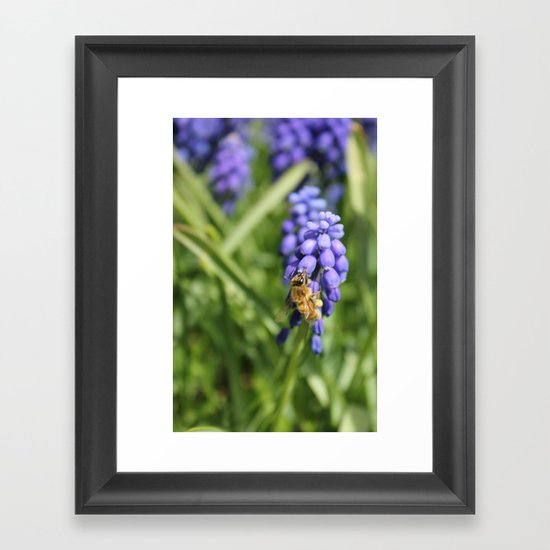Sweet Hyacinth Framed Art Print