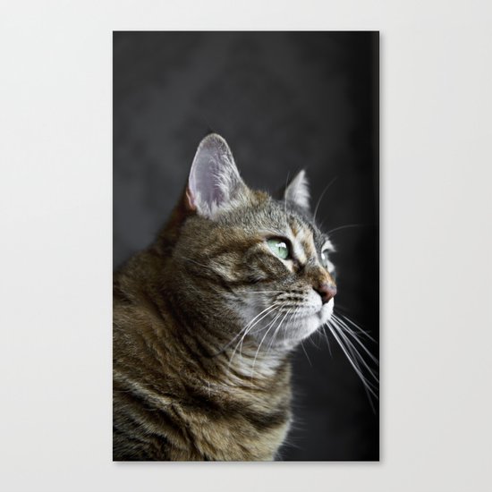 Cat portrait Canvas Print