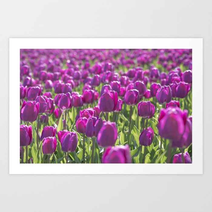 Floral purple Dutch tulips art print - tulip flower field - spring nature and travel photography Art Print