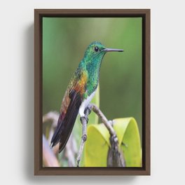 Snowy-bellied Humming bird Framed Canvas