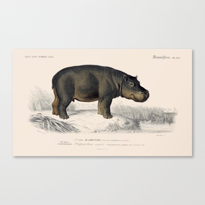 Vintage Hippopotamus Canvas Print